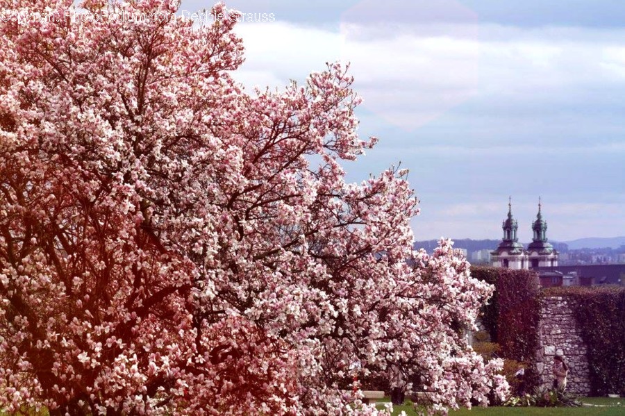 Blossom, Flora, Flower, Plant, Cherry Blossom