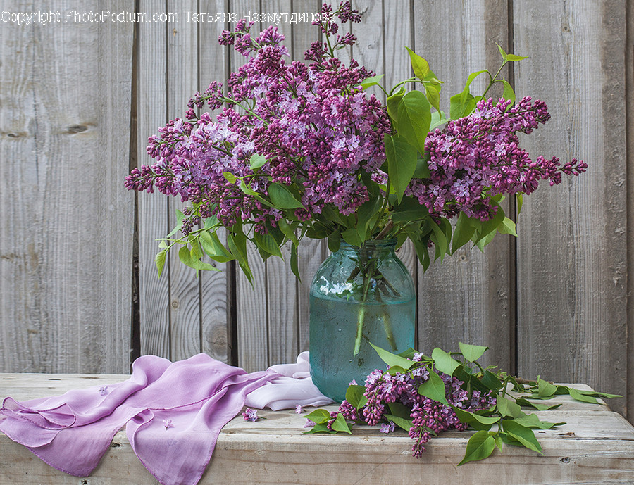 Flora, Jar, Plant, Potted Plant, Pottery