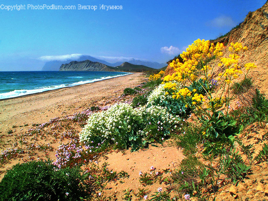 Desert, Nature, Outdoors, Soil, Bush