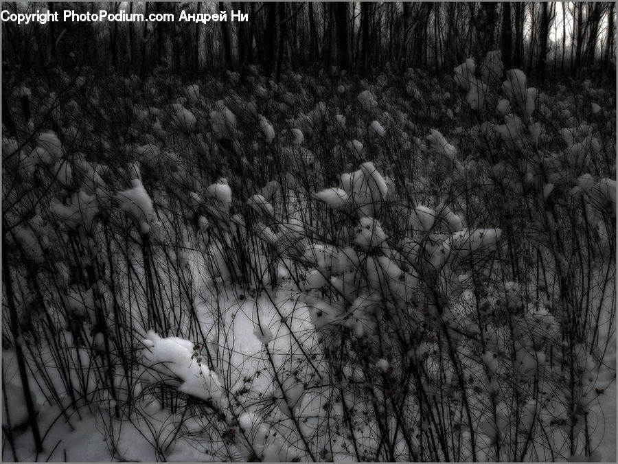 Bird, Grouse, Ptarmigan, Grass, Plant, Reed, Ice