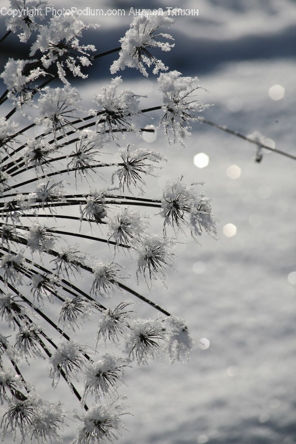 Frost, Ice, Outdoors, Snow, Conifer