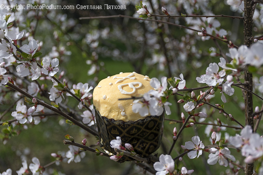 Cake, Dessert, Food, Blossom, Flora