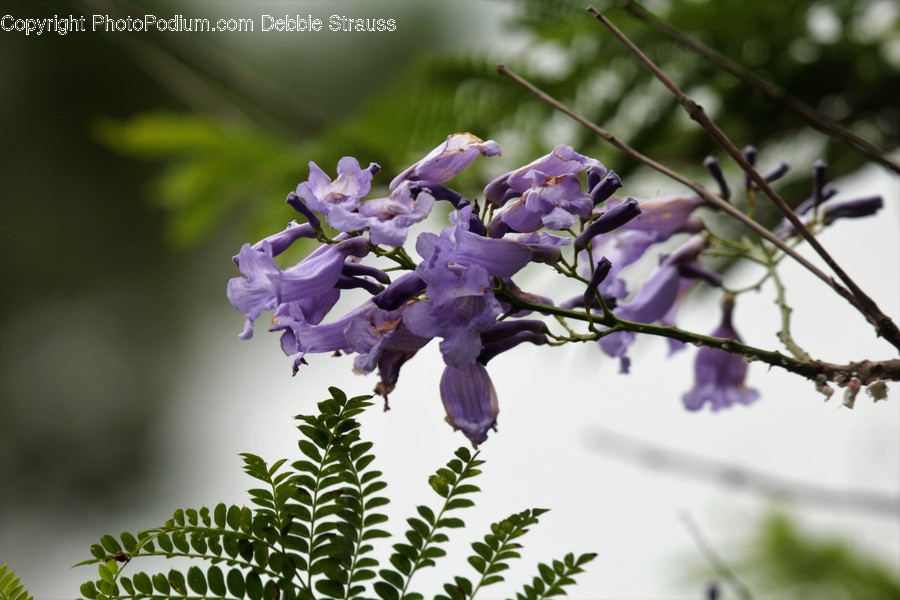 Blossom, Flora, Flower, Plant, Lilac