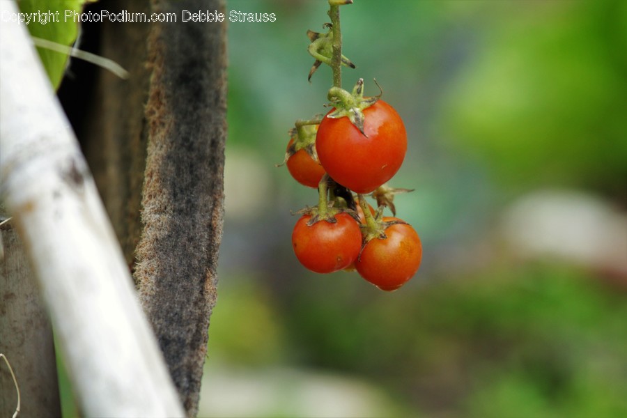 Flora, Food, Plant, Produce, Tomato