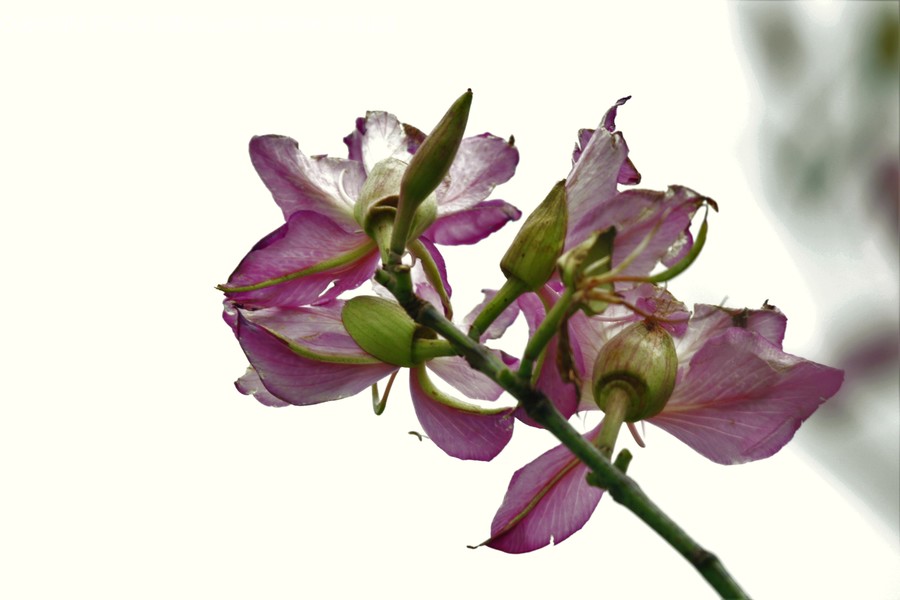 Blossom, Flora, Flower, Gladiolus, Plant