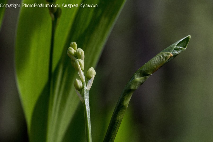 Bamboo, Bamboo Shoot, Flora, Food, Plant