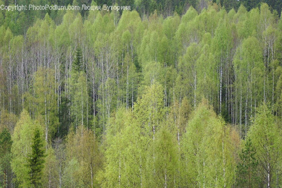 Conifer, Flora, Plant, Tree, Larch