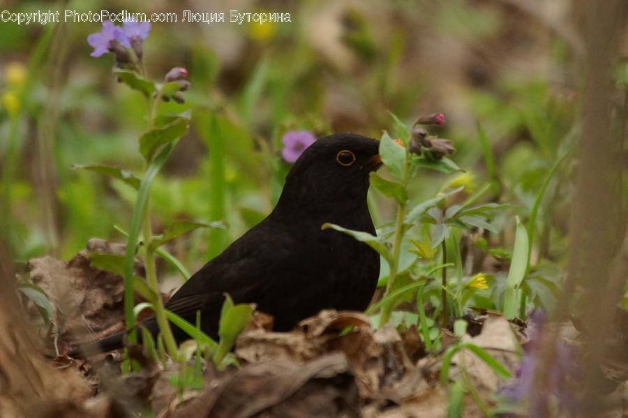 Agelaius, Animal, Bird, Blackbird