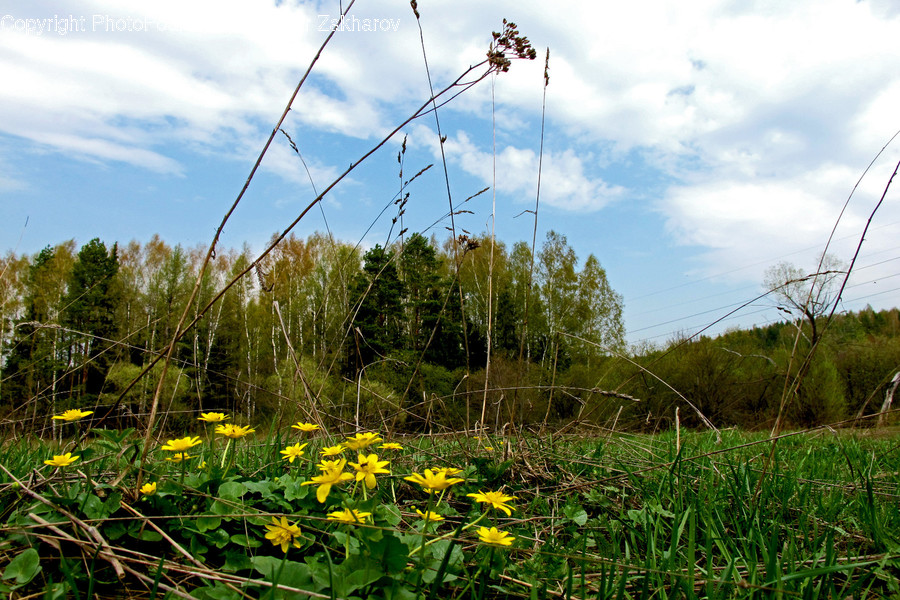 Blossom, Daffodil, Flora, Flower, Plant