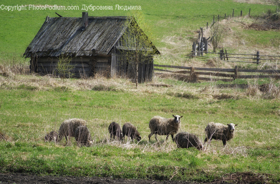 Field, Grassland, Outdoors, Animal, Cattle
