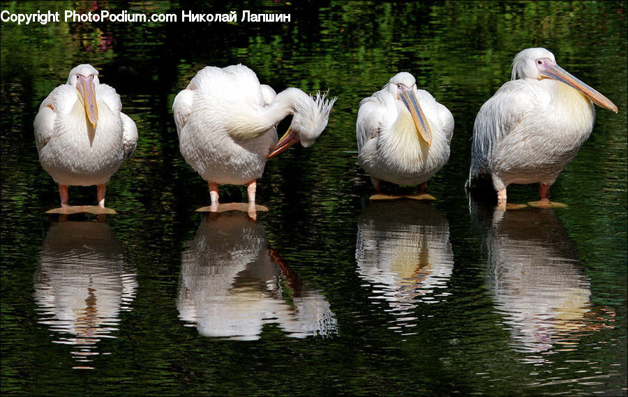 Bird, Pelican, Waterfowl, Fountain, Water, Flamingo, Flock