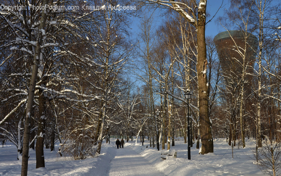 Birch, Flora, Plant, Tree, Landscape