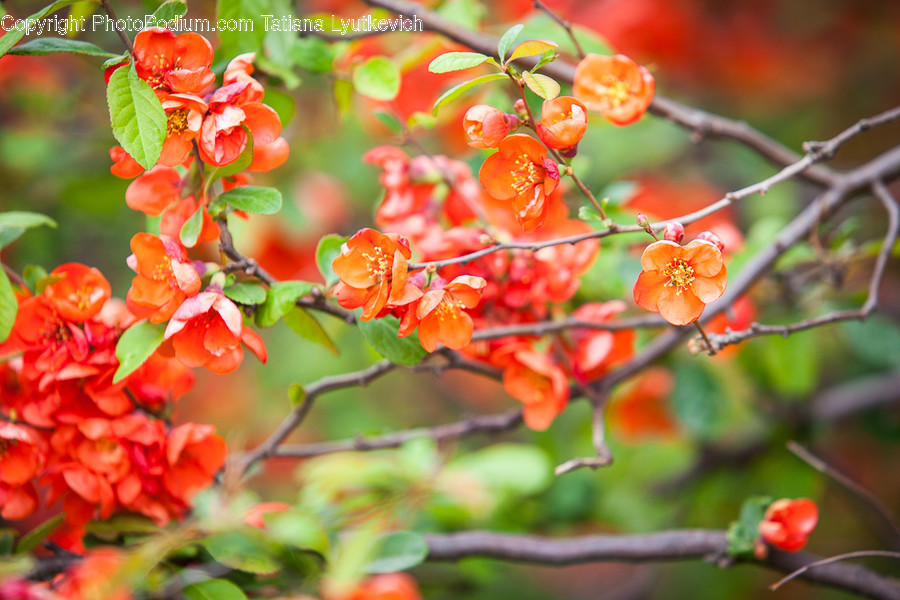 Flora, Plant, Blossom, Flower, Cherry