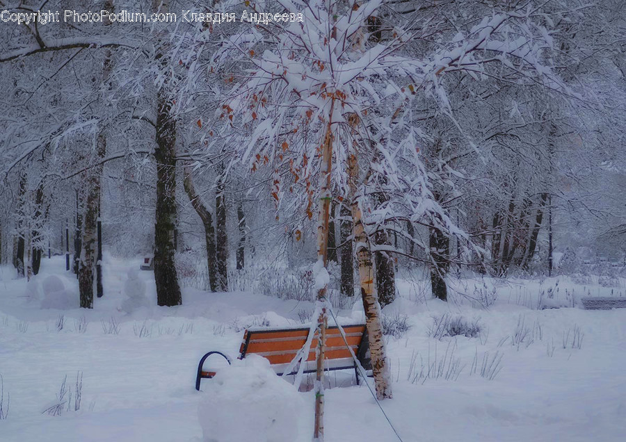 Outdoors, Snow, Bench, Birch, Flora