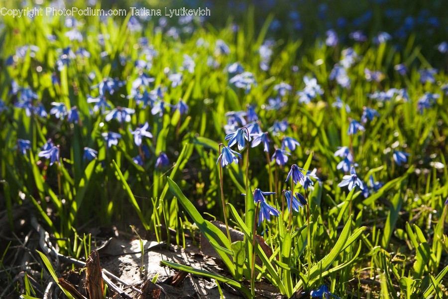 Flora, Plant, Blossom, Flower, Iris