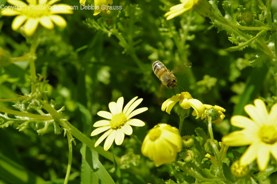 Animal, Apidae, Bee, Honey Bee, Insect