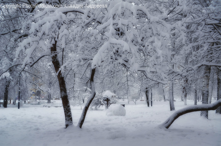 Outdoors, Snow, Flora, Plant, Tree