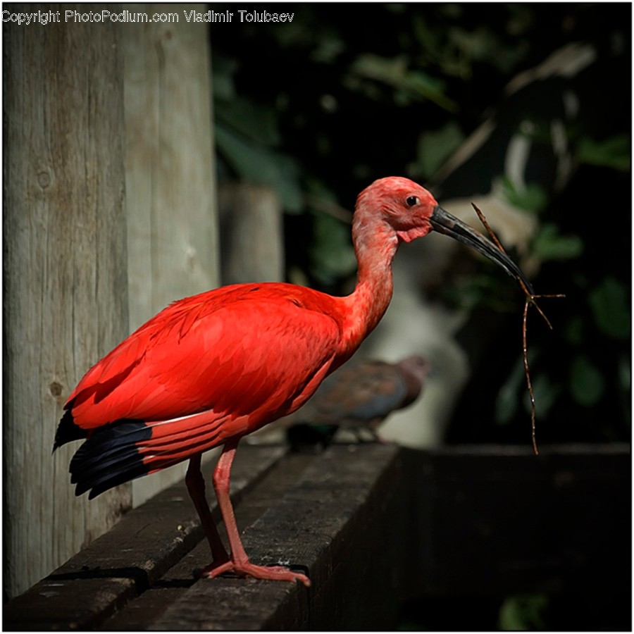 Animal, Beak, Bird, Flamingo, Ardeidae