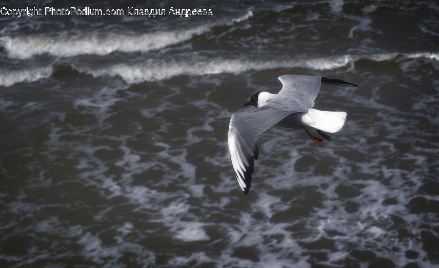 Animal, Bird, Booby, Seagull, Waterfowl