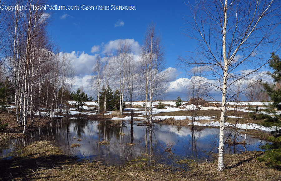 Outdoors, Pond, Water, Birch, Flora