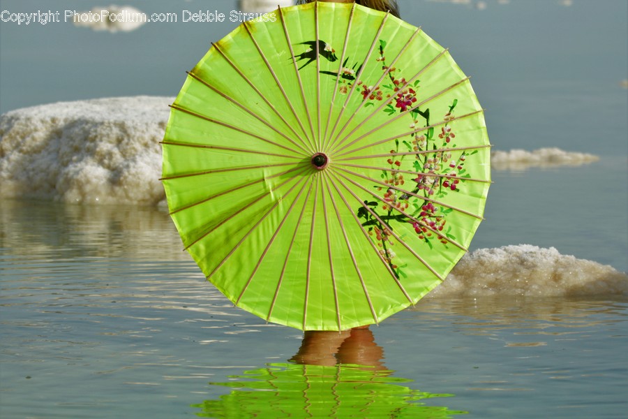 Algae, Flora, Plant, Canopy, Umbrella