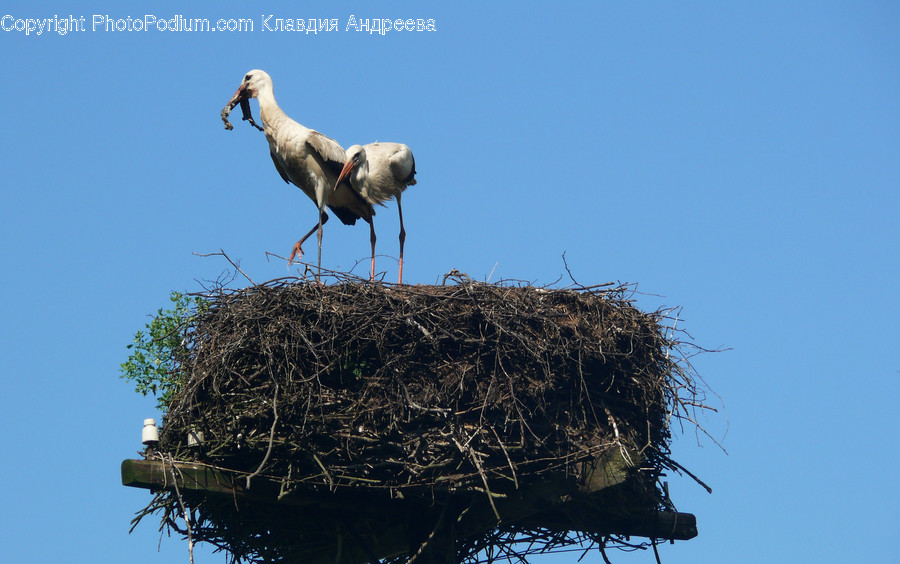 Animal, Bird, Stork, Bird Nest, Nest