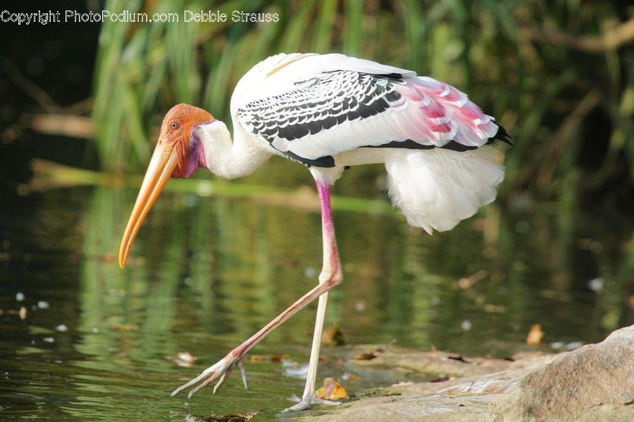 Animal, Bird, Stork, Flamingo, Ardeidae