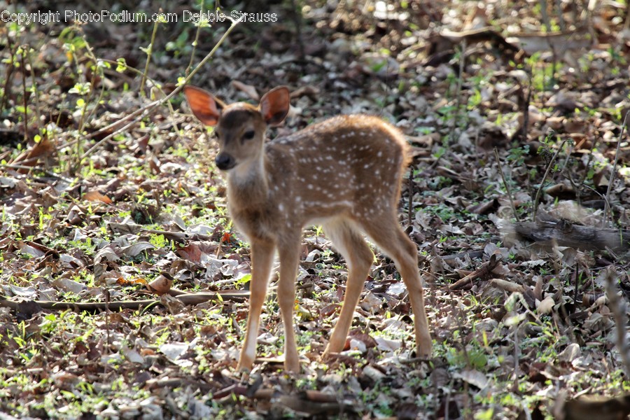 Animal, Deer, Mammal, Wildlife, Ground