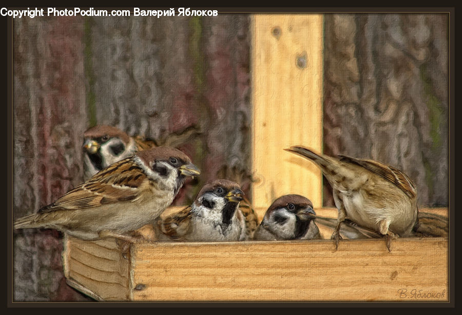 Bird, Sparrow, Owl, Wildlife, Wren, Hawk, Anthus