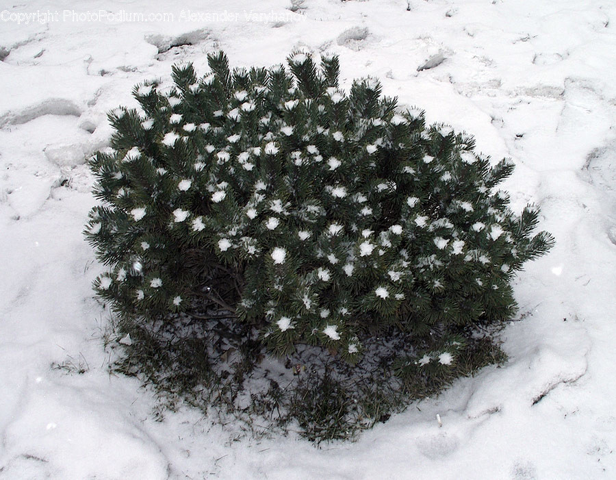 Bush, Flora, Plant, Vegetation, Conifer