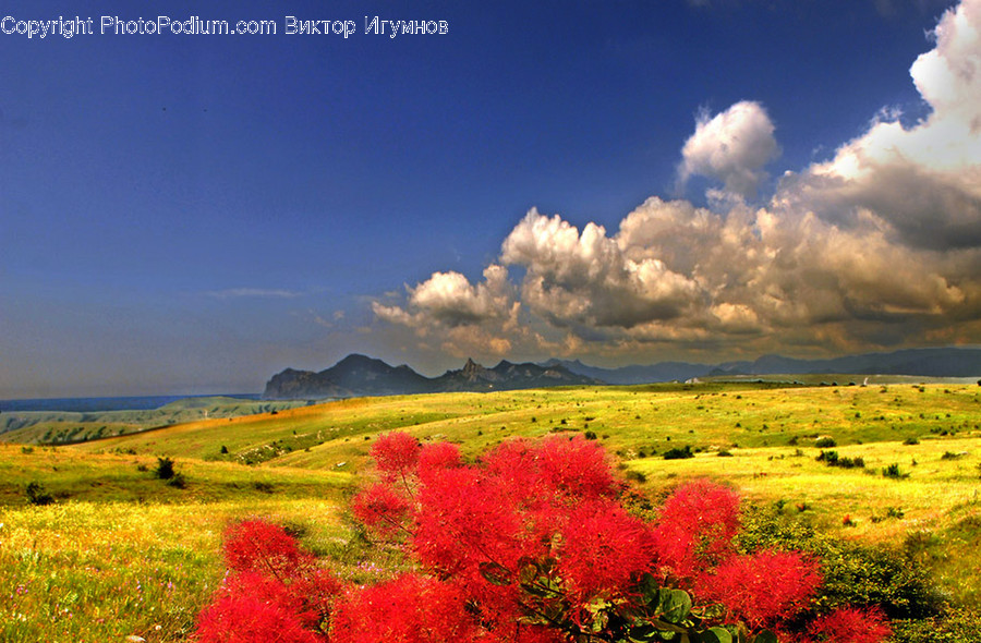 Field, Grassland, Outdoors, Bush, Flora