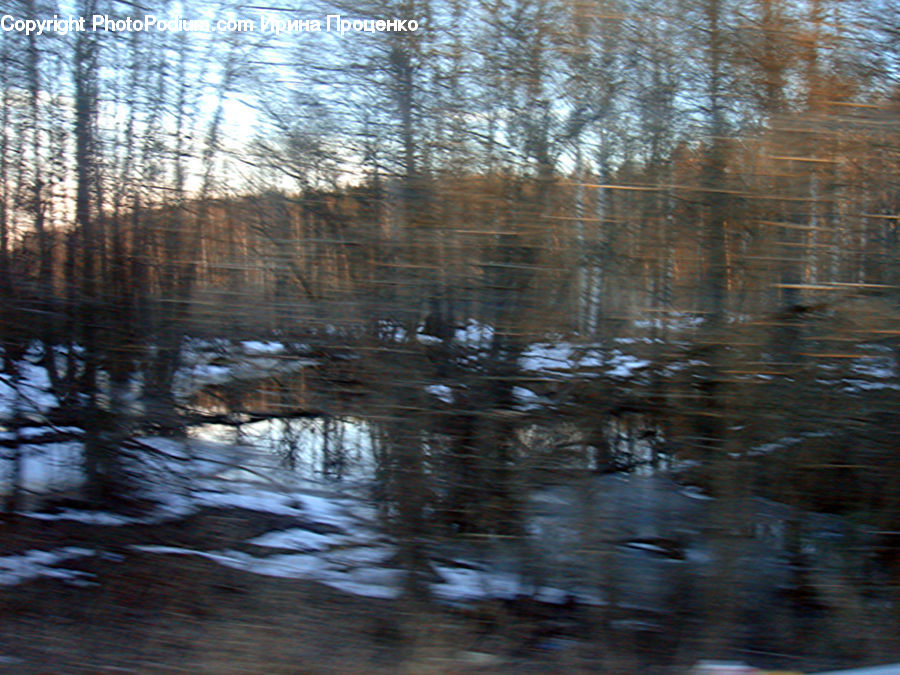 Land, Marsh, Outdoors, Swamp, Water, Birch, Tree