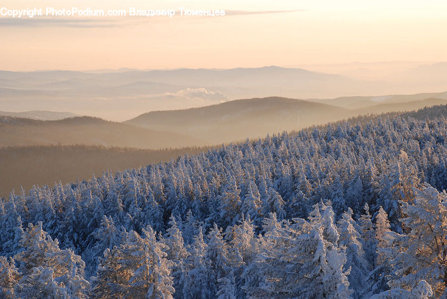 Conifer, Fir, Plant, Tree, Frost, Ice, Outdoors