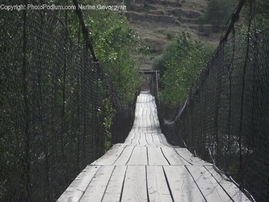 Boardwalk, Bridge, Building, Flora, Forest