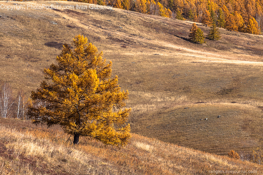 Dirt Road, Gravel, Road, Conifer, Flora