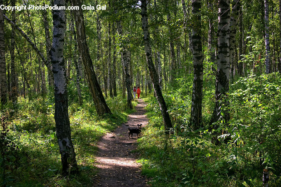 Forest, Vegetation, Path, Trail, Grove, Land, Dirt Road