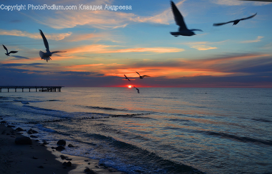 Outdoors, Sand, Soil, Animal, Bird