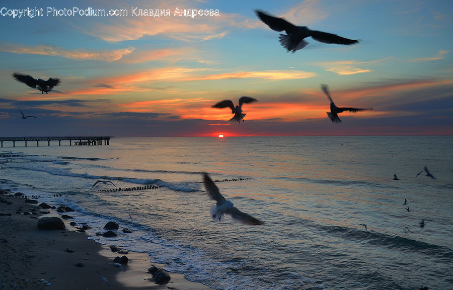 Animal, Bird, Crow, Outdoors, Sand