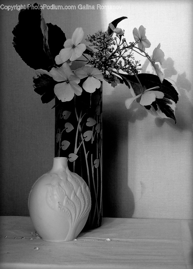 Jar, Pottery, Vase, Flora, Plant