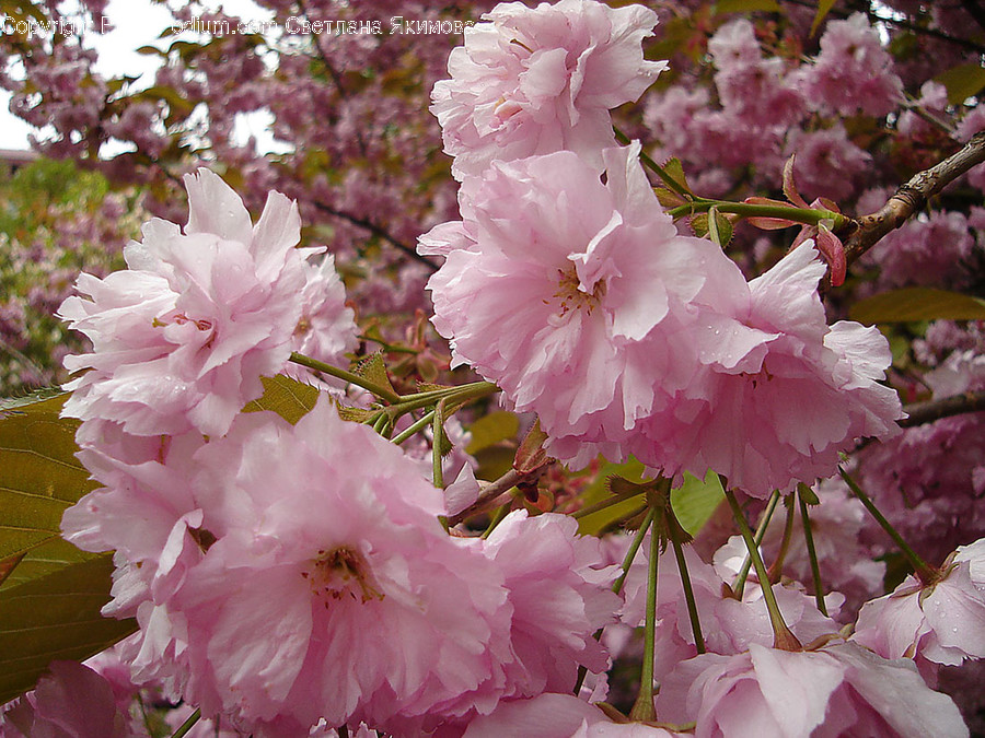 Blossom, Cherry Blossom, Flora, Flower, Plant