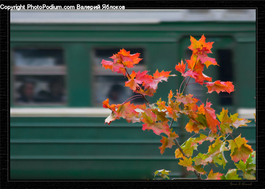 Cosmos, Maple, Maple Leaf, Plant, Vine, Blossom, Flora