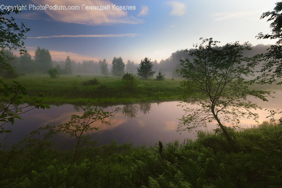 Flood, Nature, Flora, Plant, Tree