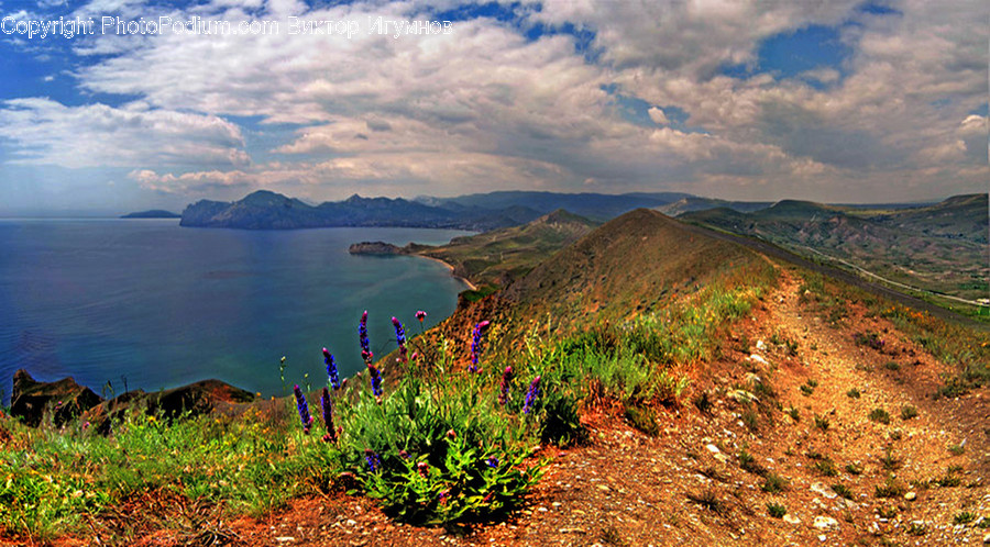 Flora, Plant, Beach, Coast, Nature