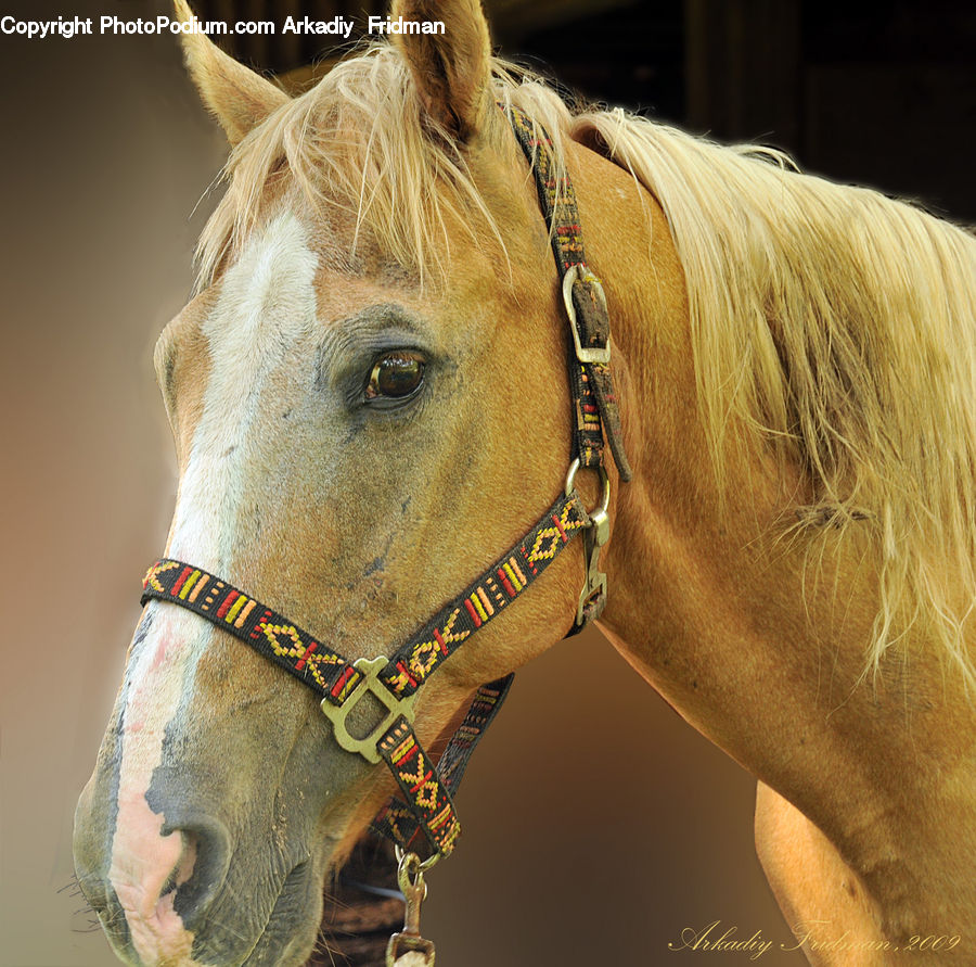 Animal, Horse, Mammal, Stallion, Colt Horse, Face, Selfie