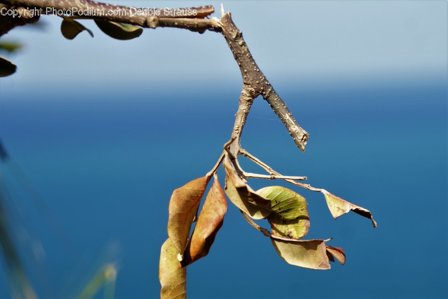 Animal, Bee Eater, Bird, Flora, Plant