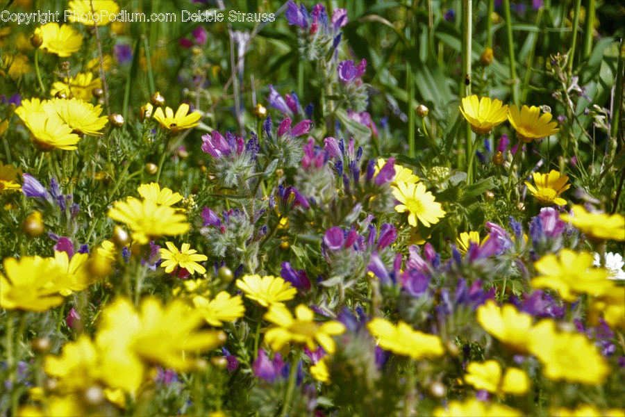 Blossom, Crocus, Flora, Flower, Plant