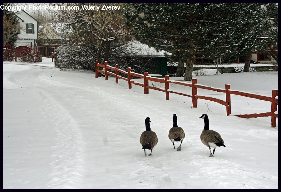 Bird, Goose, Waterfowl, Ice, Outdoors, Snow, Landscape