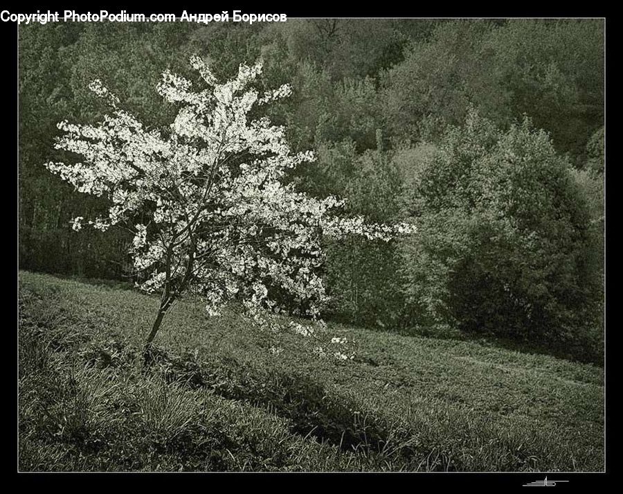 Plant, Tree, Blossom, Flora, Flower, Conifer, Fir