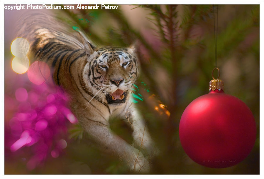 Ornament, Animal, Mammal, Tiger, Cat, Pet, Eating