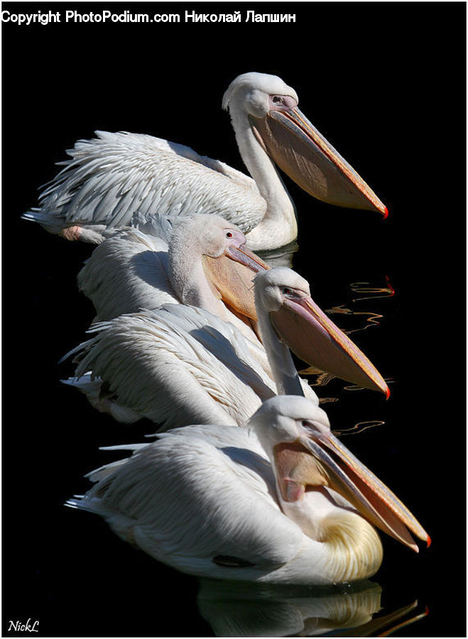 Bird, Pelican, Beak